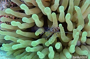 Anemone geante Condylactis-gigantea Periclimines-yucatanicus-Bonaire Sharon serenity-12m-20180218-Denis-ADER-DSC_6639_tn